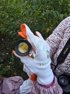 widok na szkiełko powiększające